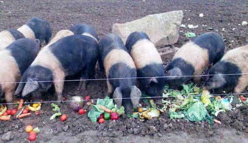 pig_feeding